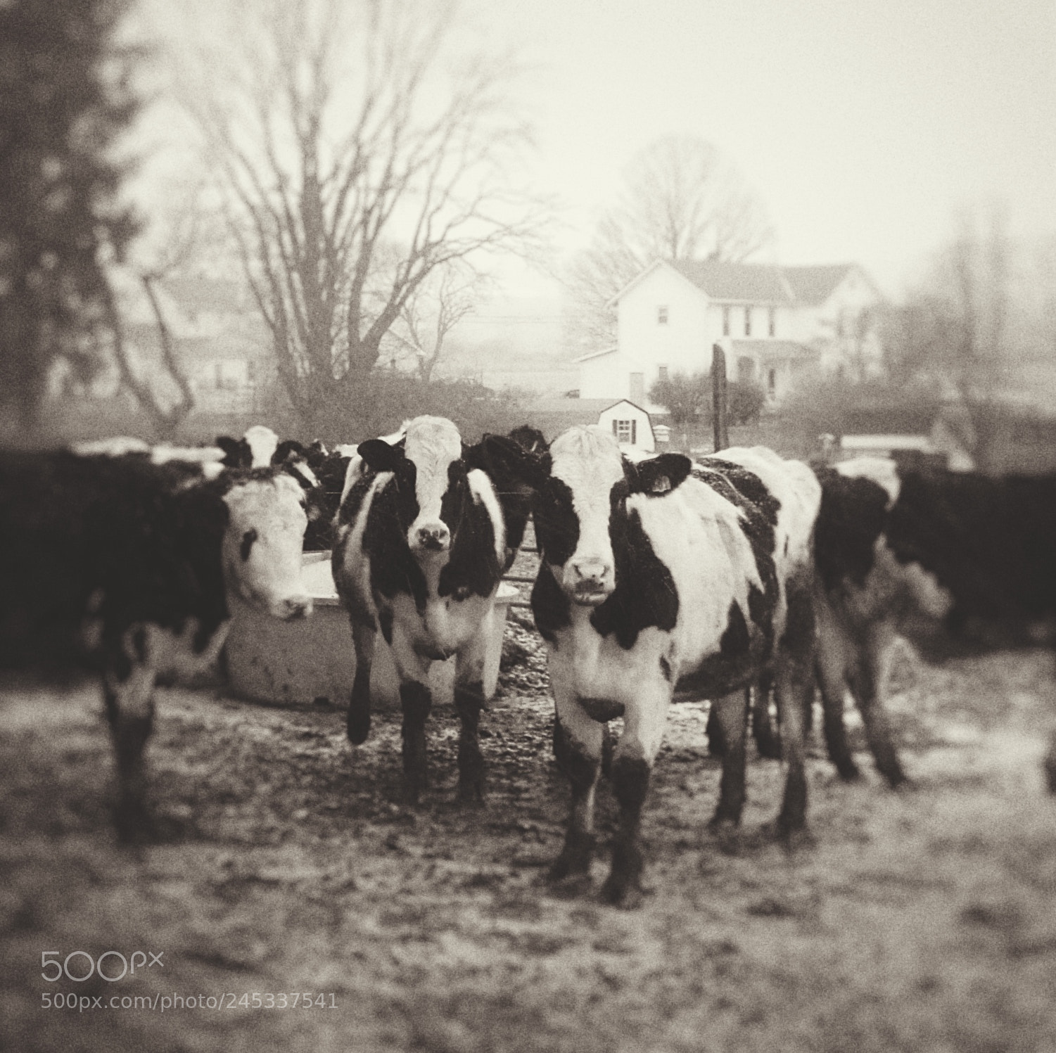 Nikon D200 sample photo. Barnyard photography