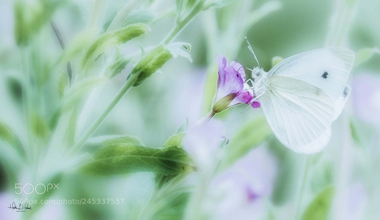 Nikon D810 sample photo. Tiny pollinator photography