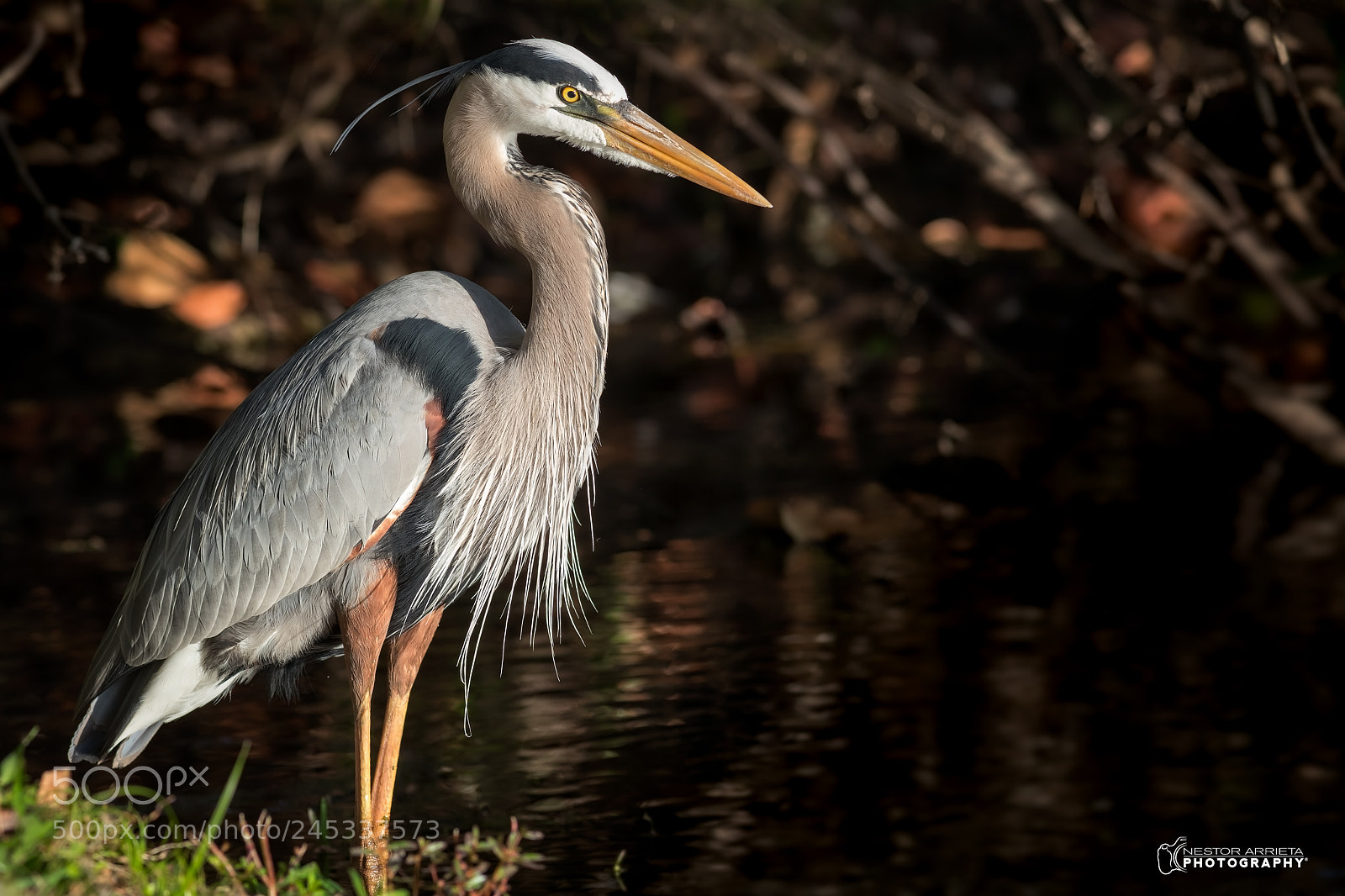 Canon EOS-1D X Mark II sample photo. Great blue heron photography