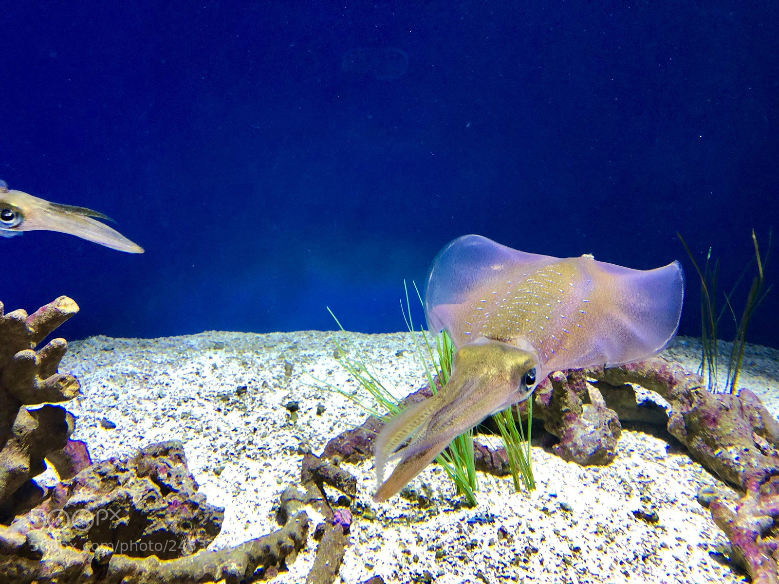 Apple iPhone X sample photo. Cuddle fish photography