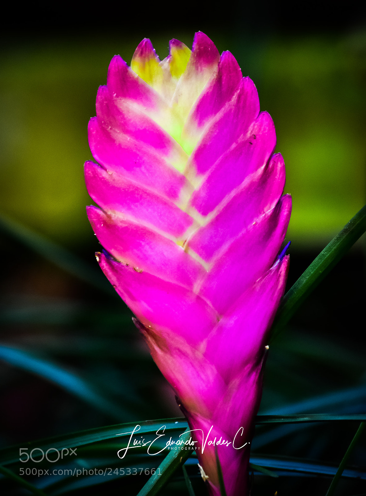 Nikon D7200 sample photo. Catleya photography