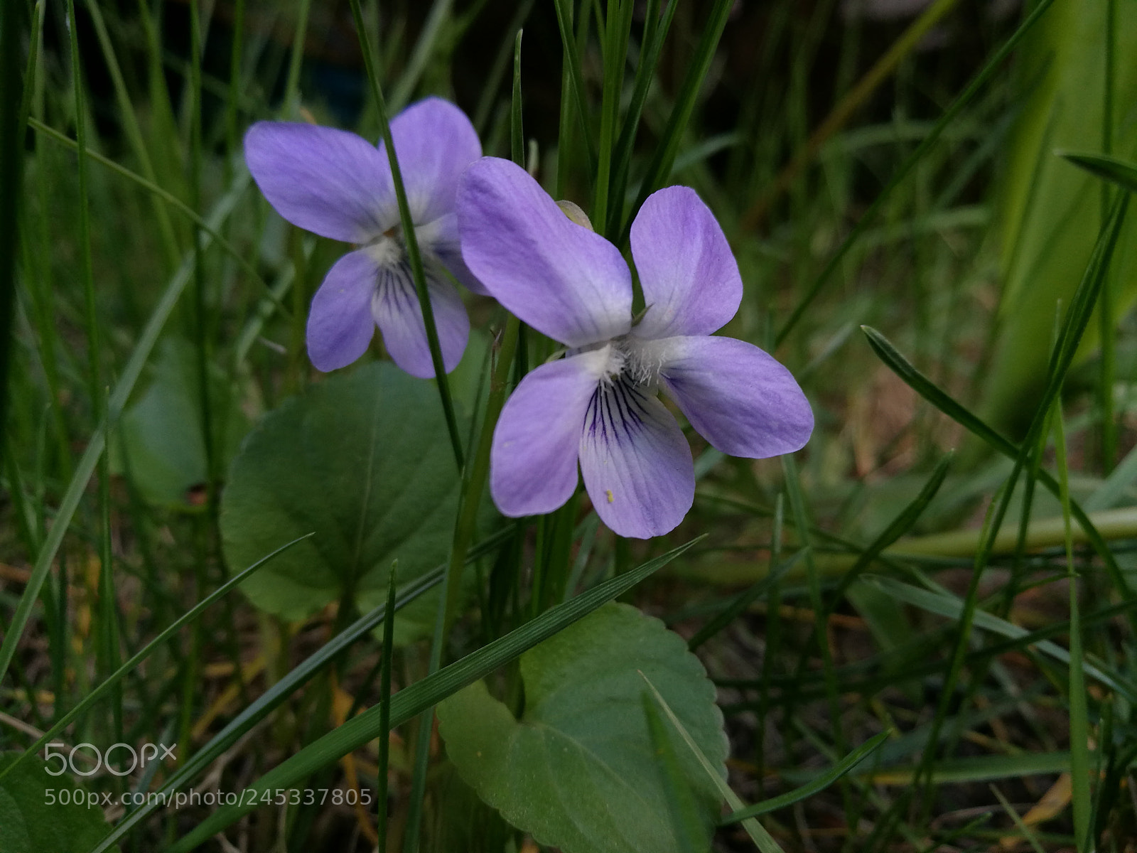 HUAWEI P9 Plus sample photo. Garden friut photography