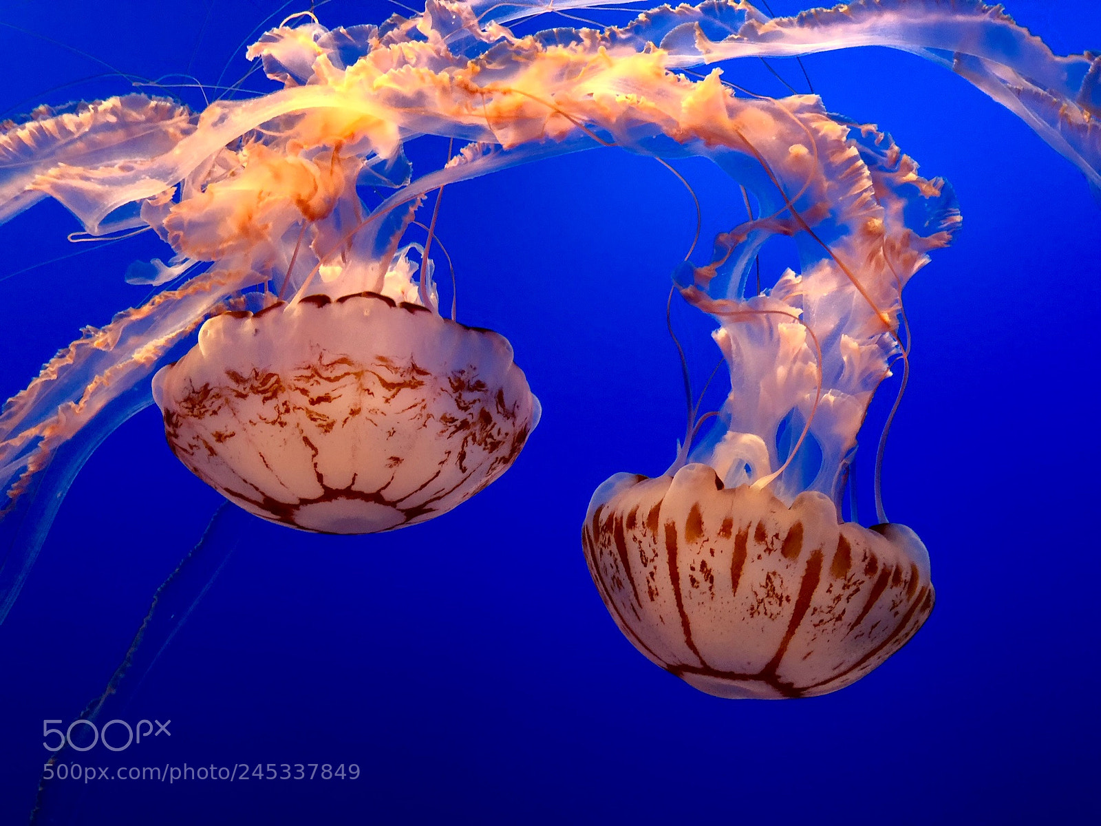 Apple iPhone X sample photo. Jelly fish photography