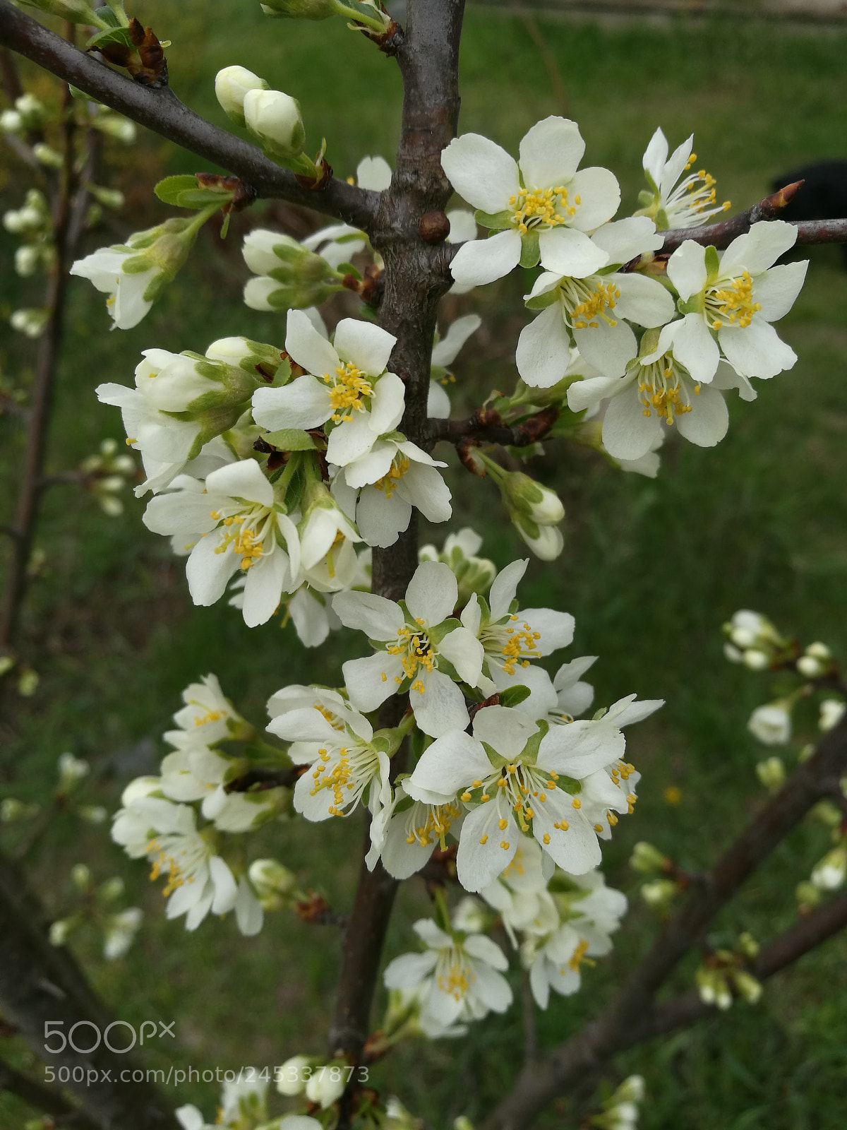 HUAWEI P9 Plus sample photo. Can't wait spring photography