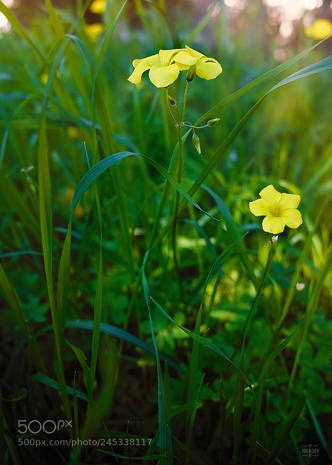 Fujifilm X-T2 sample photo. Wildflowers photography