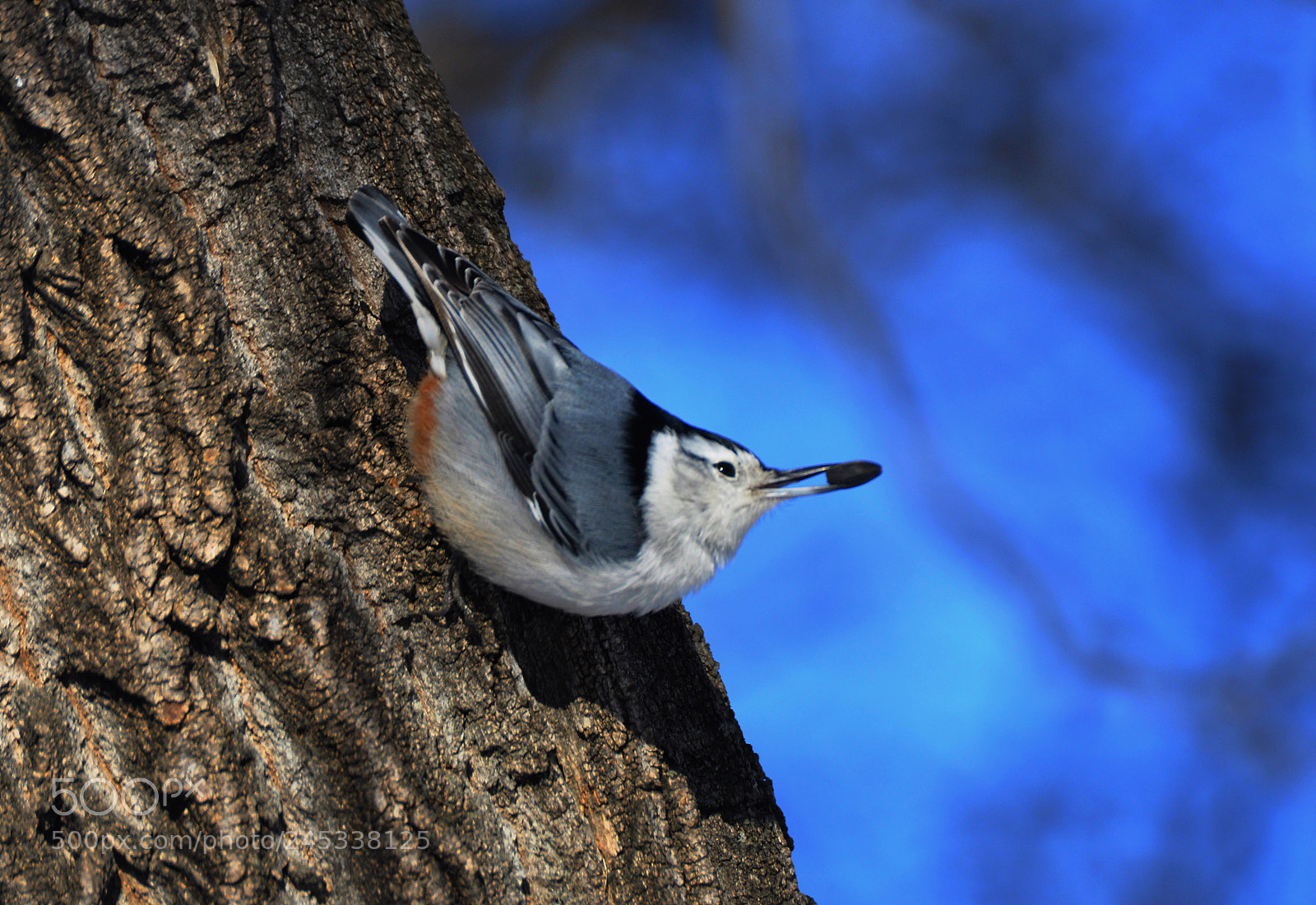 Nikon D90 sample photo. White breasted nuthatch photography