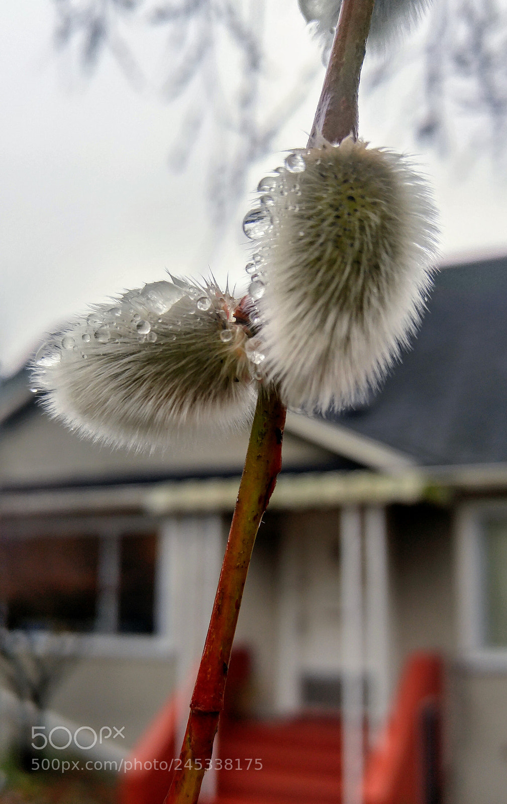 LG G4 sample photo. Willow pods photography