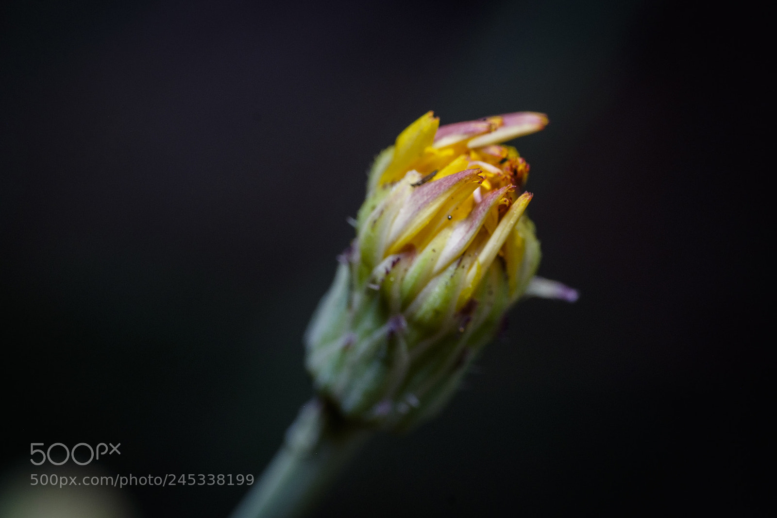 Fujifilm X-T1 sample photo. Dandelion (taraxacum officinale) photography