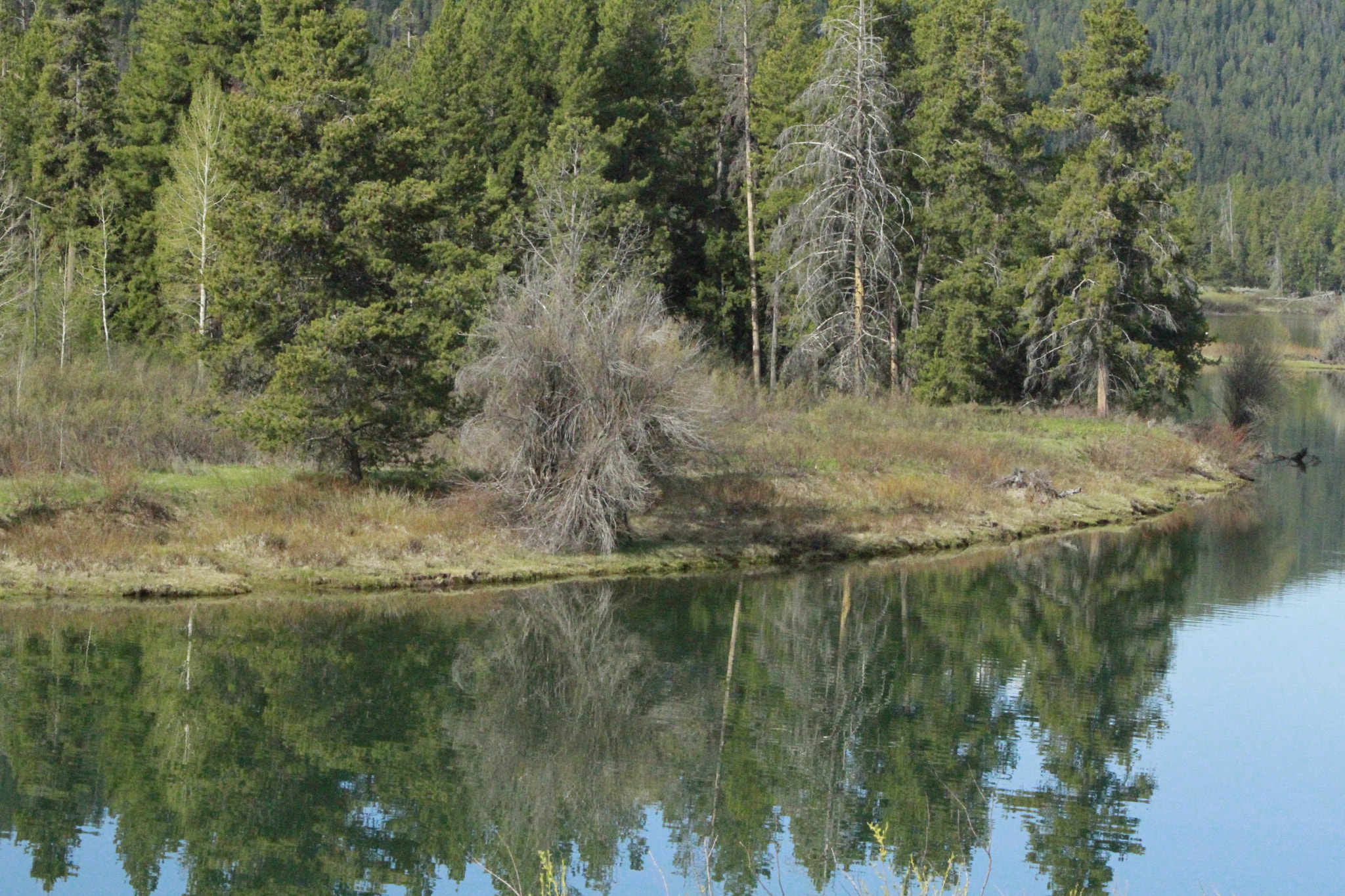 Canon EOS 7D + EF75-300mm f/4-5.6 sample photo. Yellowstone national park photography