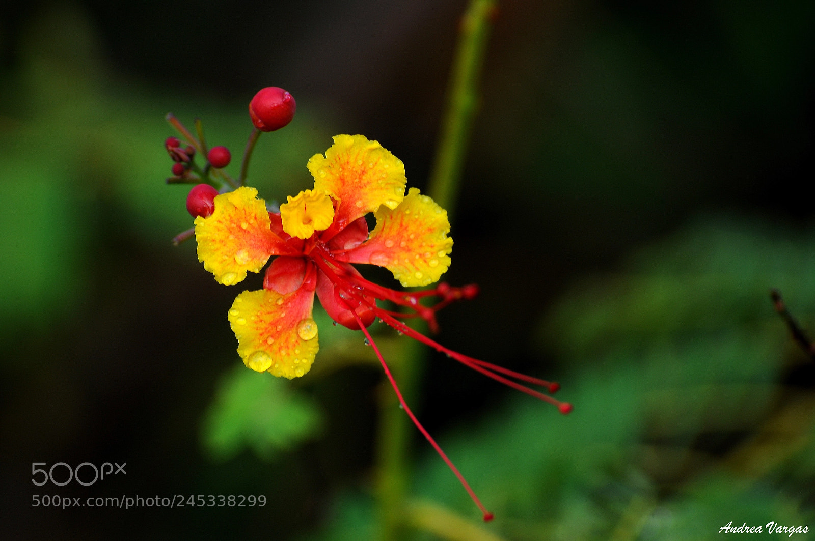 Nikon D5000 sample photo. Dew photography