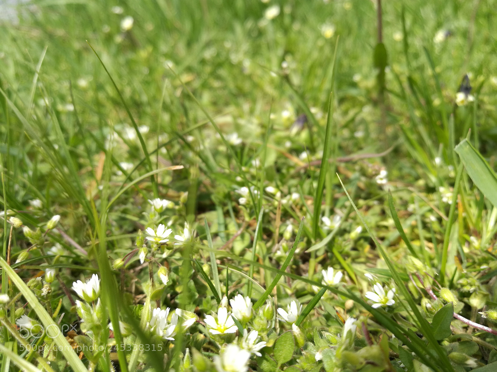 HUAWEI P9 Plus sample photo. Grass walk photography
