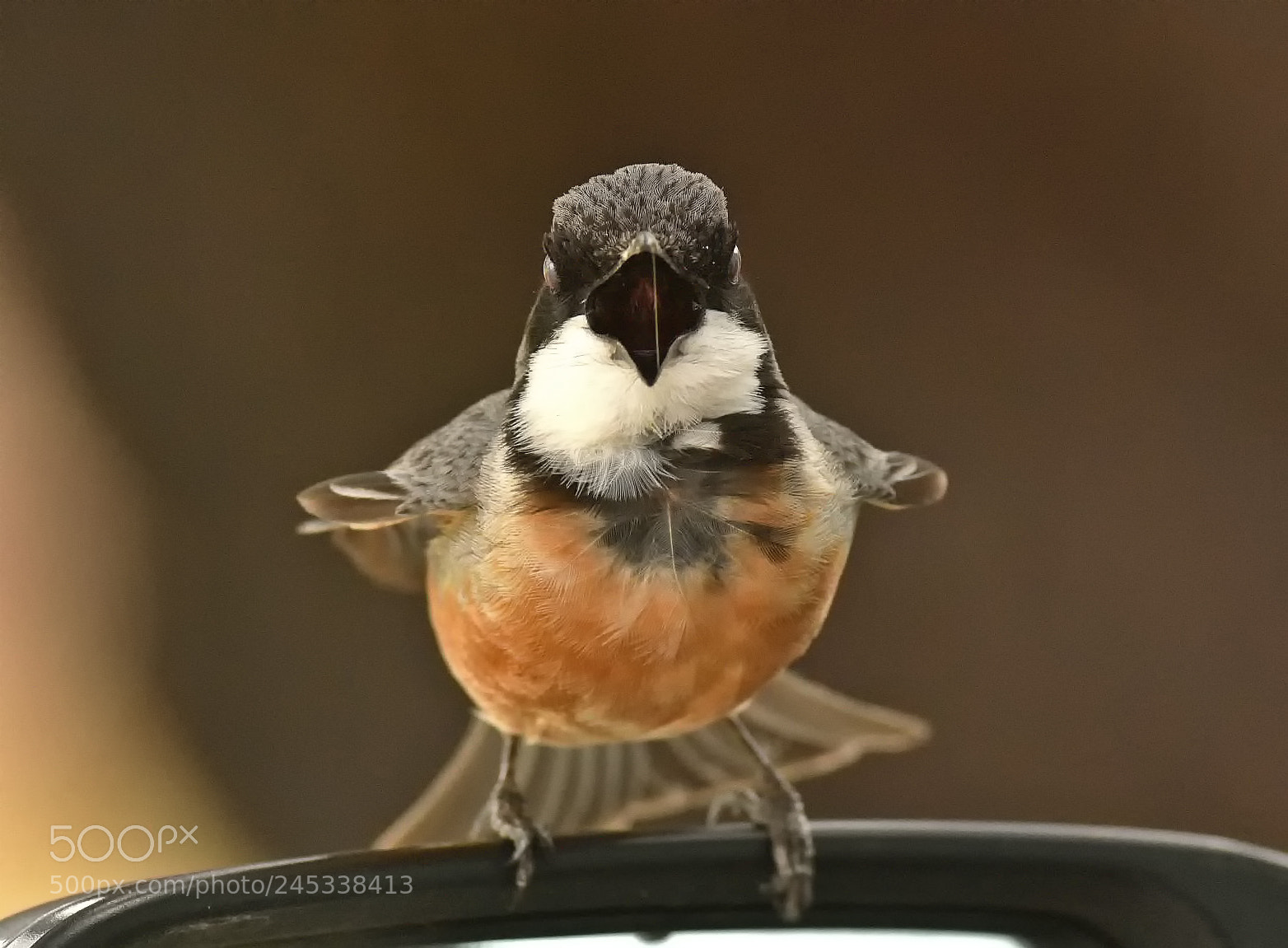 Nikon D810 sample photo. Moody rufous whistler photography