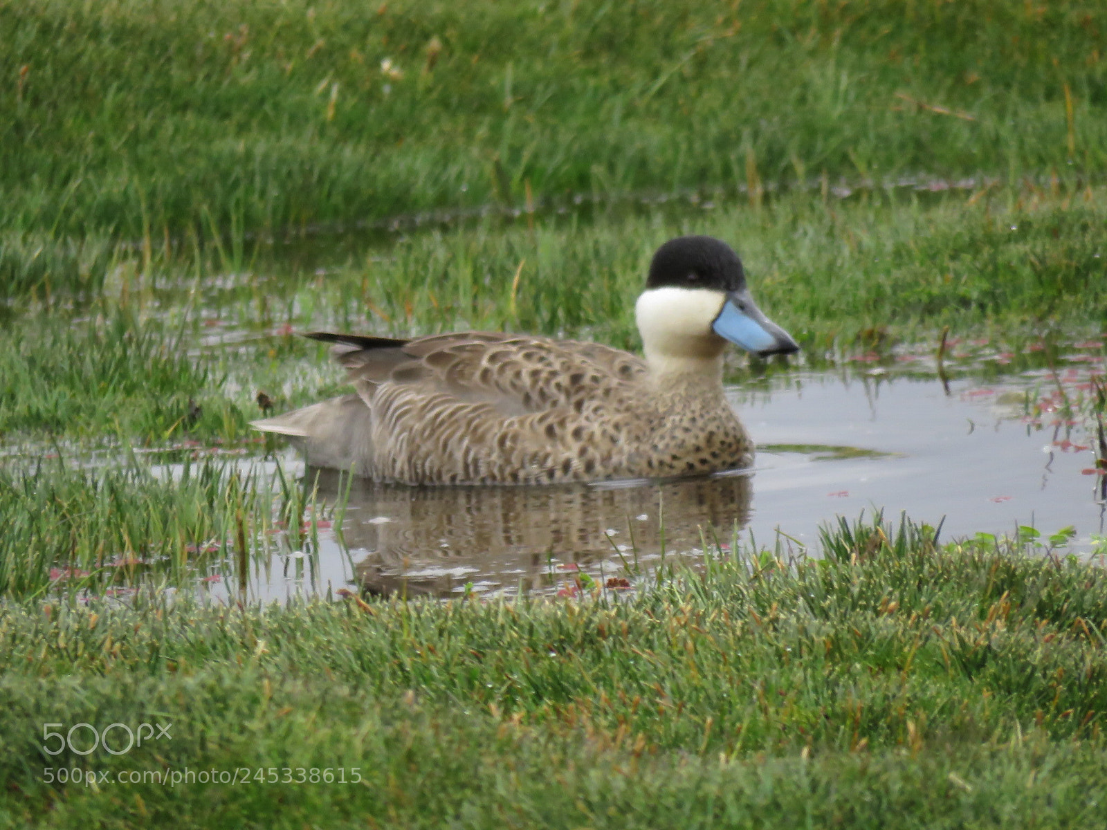 Canon PowerShot SX60 HS sample photo. Duck photography