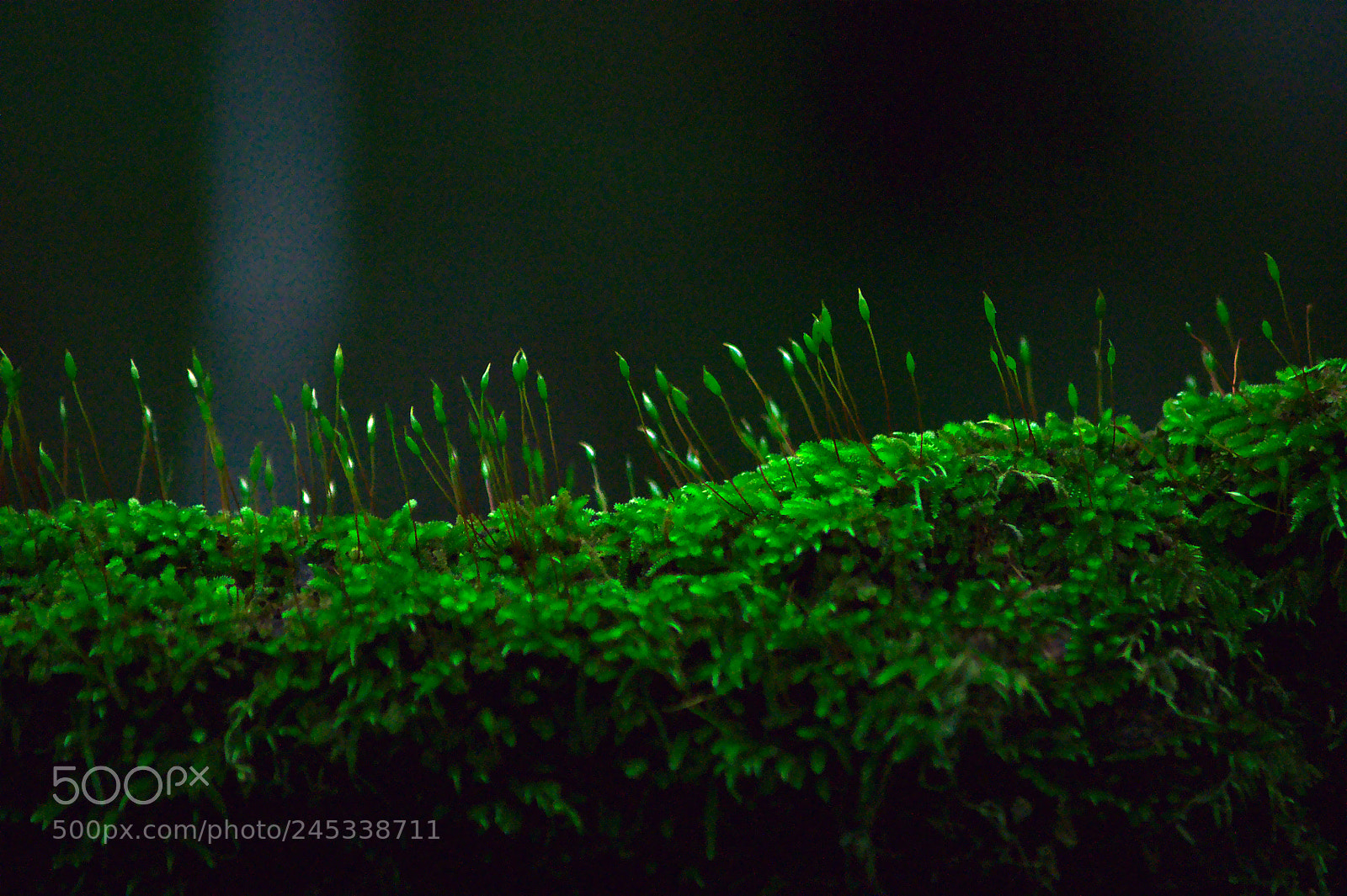 Nikon D90 sample photo. Growing in the darkness photography