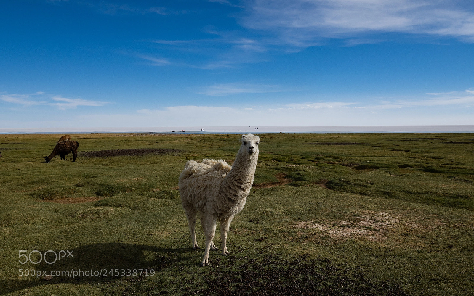 Olympus OM-D E-M1 Mark II sample photo. The llama stare photography