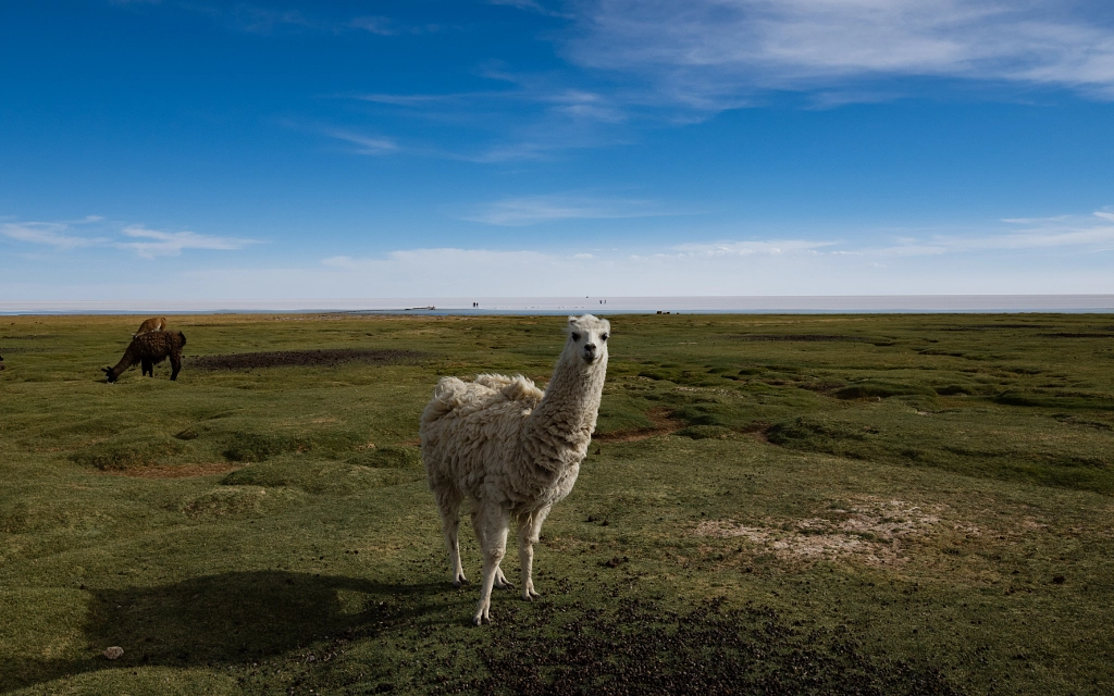 The Llama Stare by Nancy Lundebjerg on 500px.com