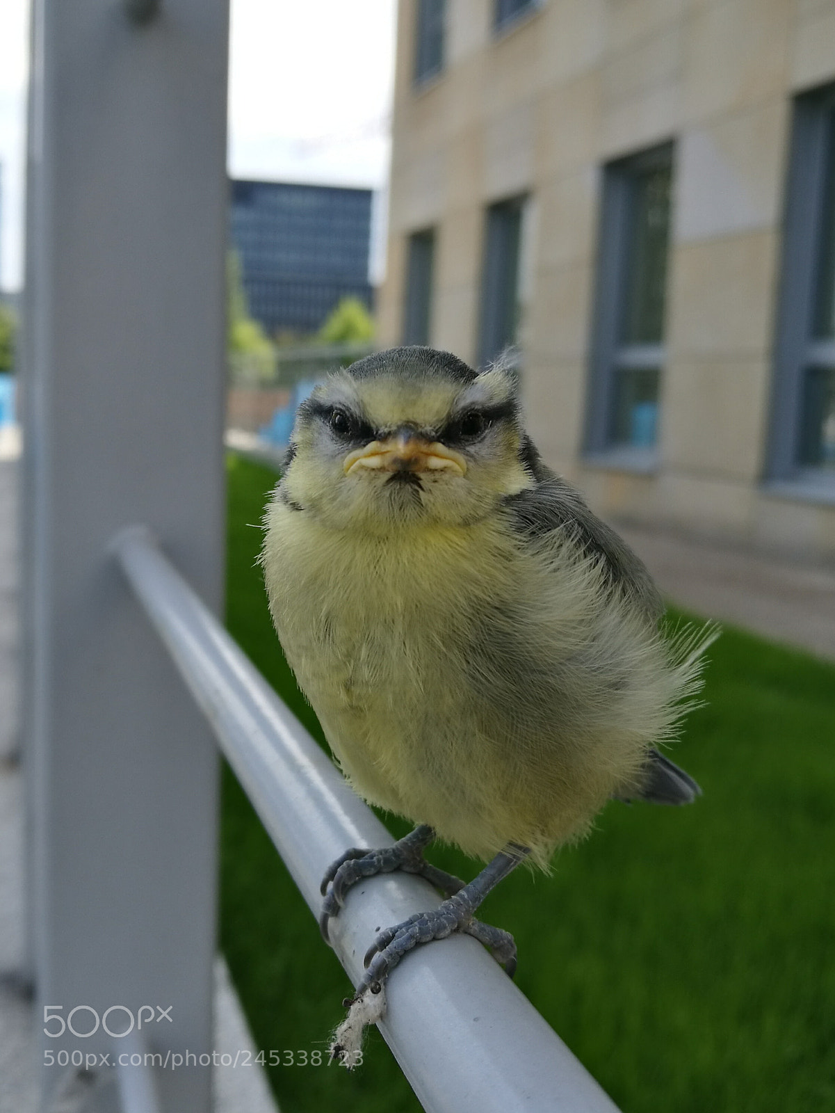 HUAWEI P9 Plus sample photo. Newborn bird photography