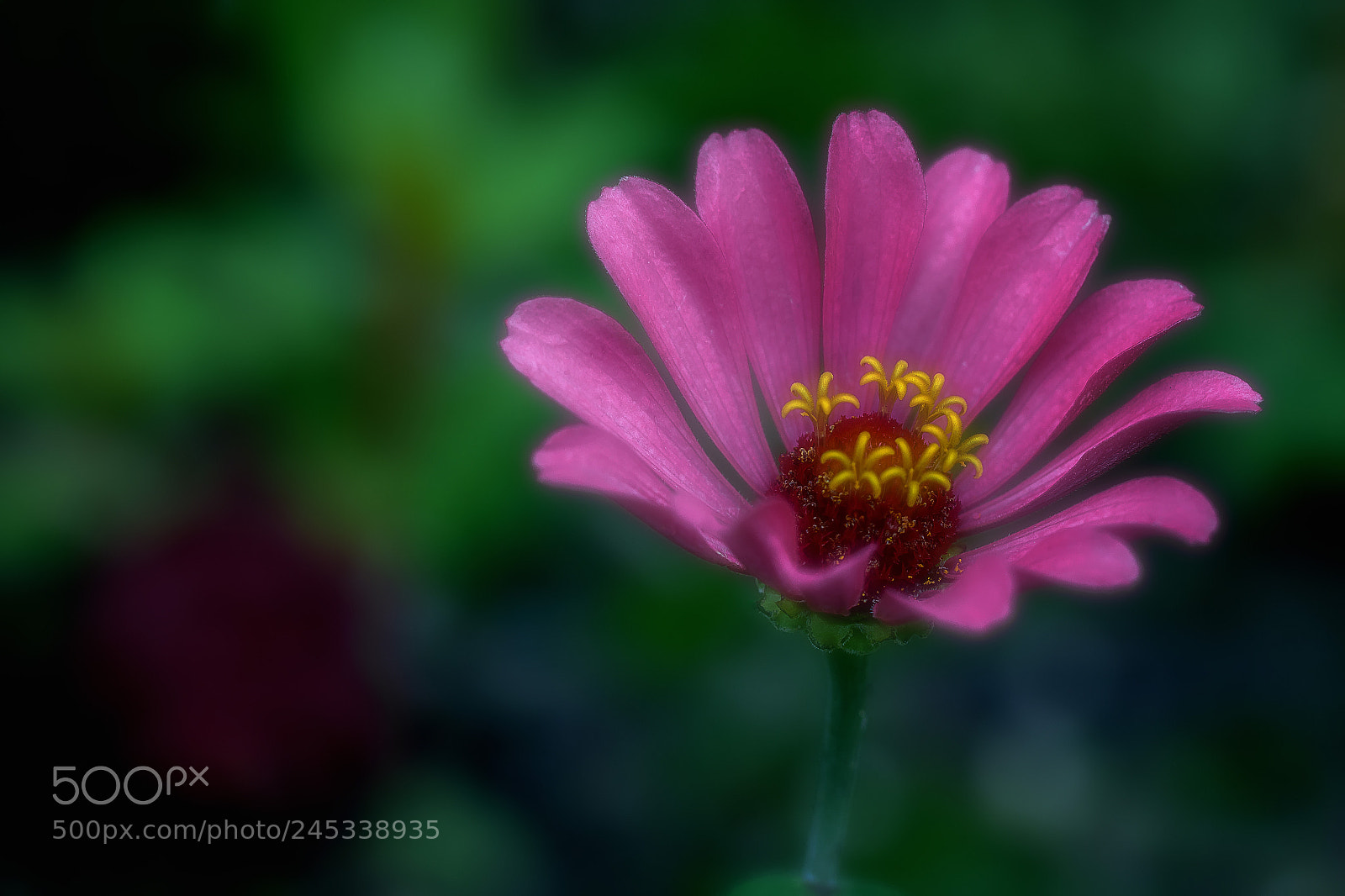 Canon EOS 7D Mark II sample photo. A touch of spring photography