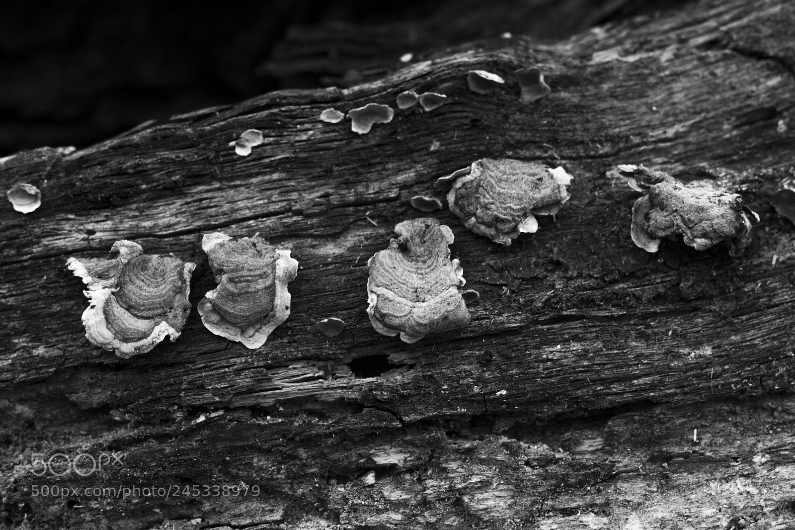Canon EOS 77D (EOS 9000D / EOS 770D) sample photo. Friends on a tree photography