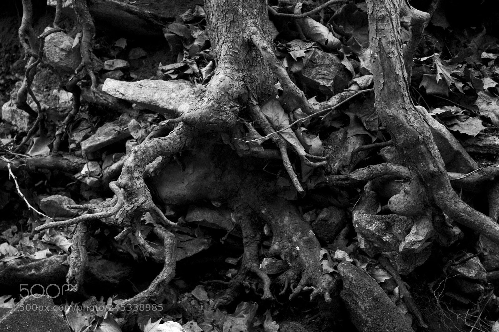Canon EOS 77D (EOS 9000D / EOS 770D) sample photo. Roots photography