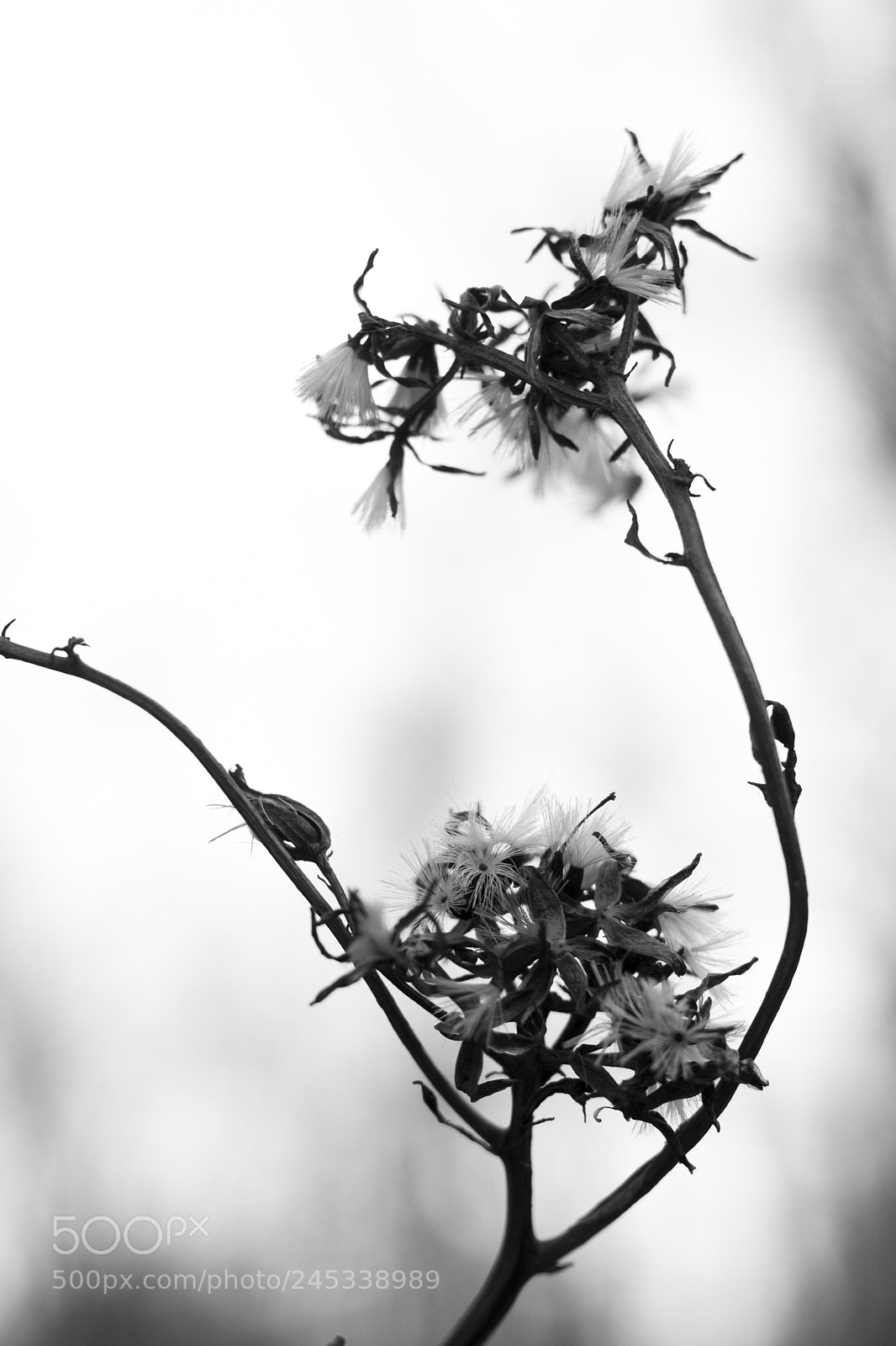 Canon EOS 77D (EOS 9000D / EOS 770D) sample photo. Reaching photography