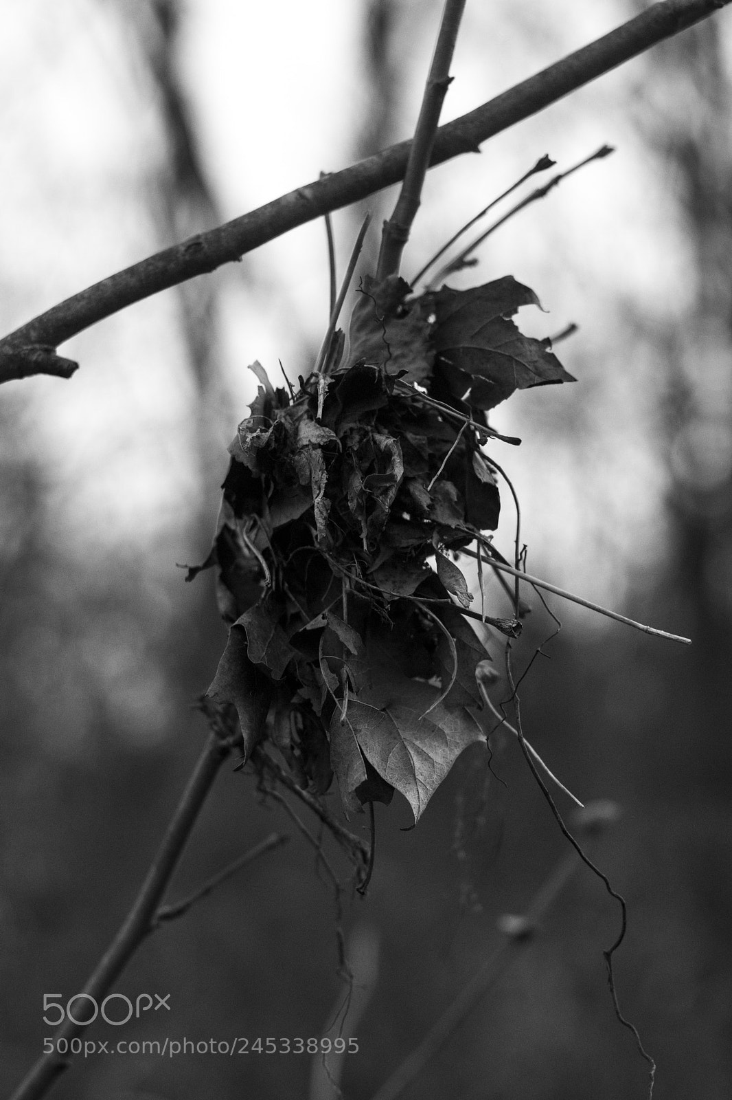 Canon EOS 77D (EOS 9000D / EOS 770D) sample photo. Stretch photography