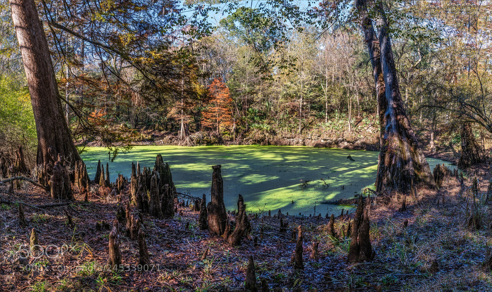 Sony a7R II sample photo. Roots photography