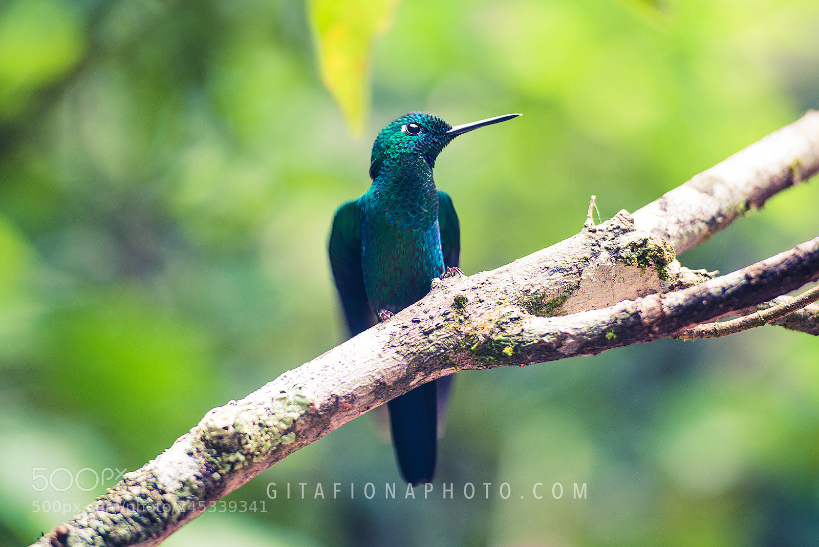 Nikon D800 sample photo. Hummingbird of costa rica photography