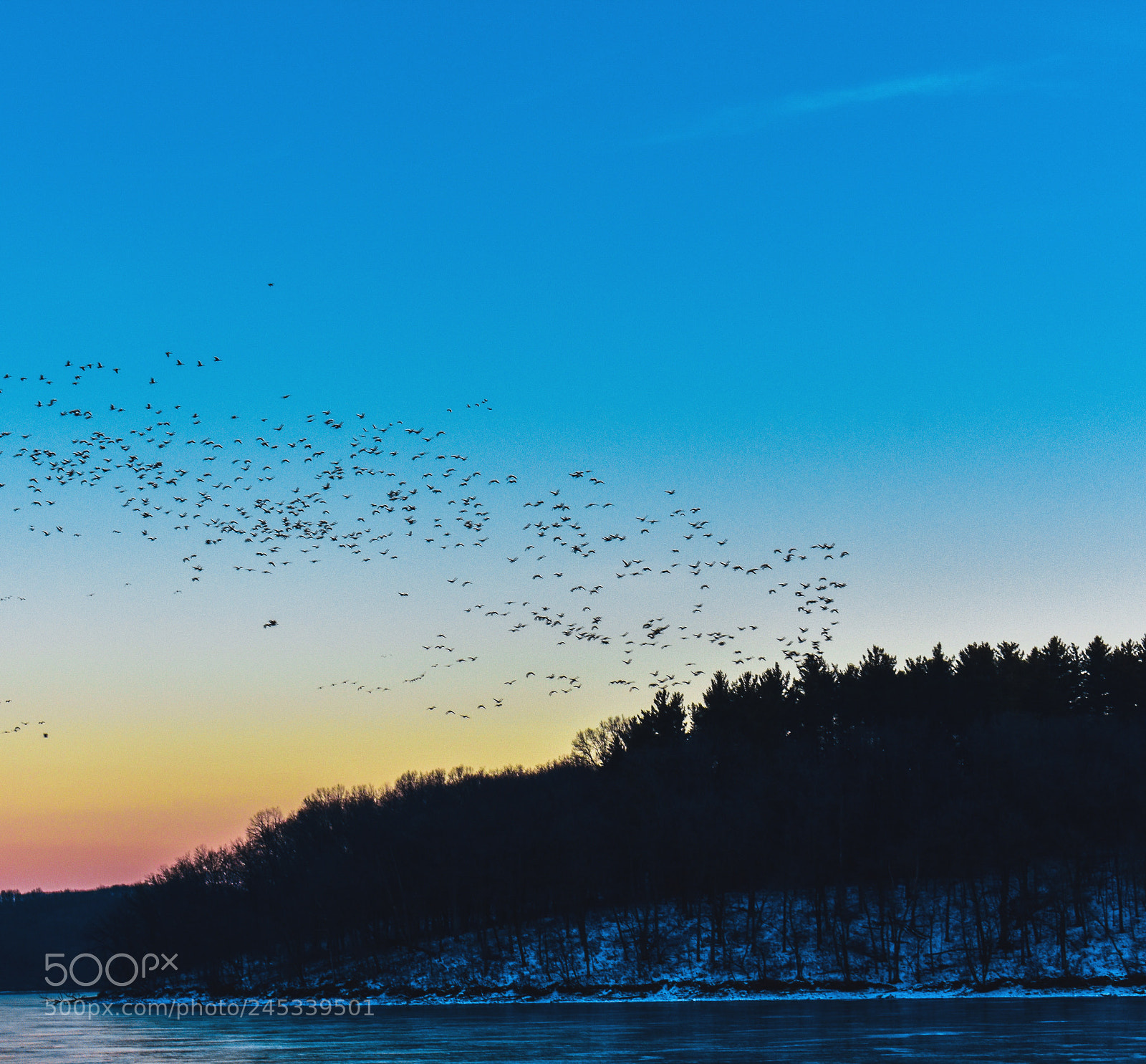 Nikon D3400 sample photo. Winter and birds photography