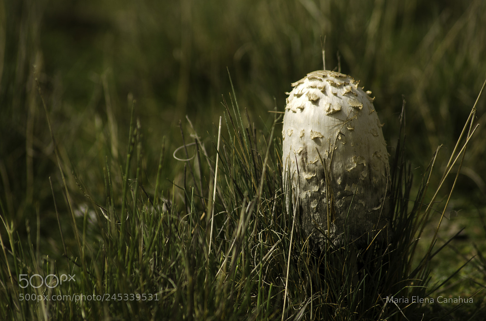 Nikon D5100 sample photo. Andean mushroom coprinus comatus photography
