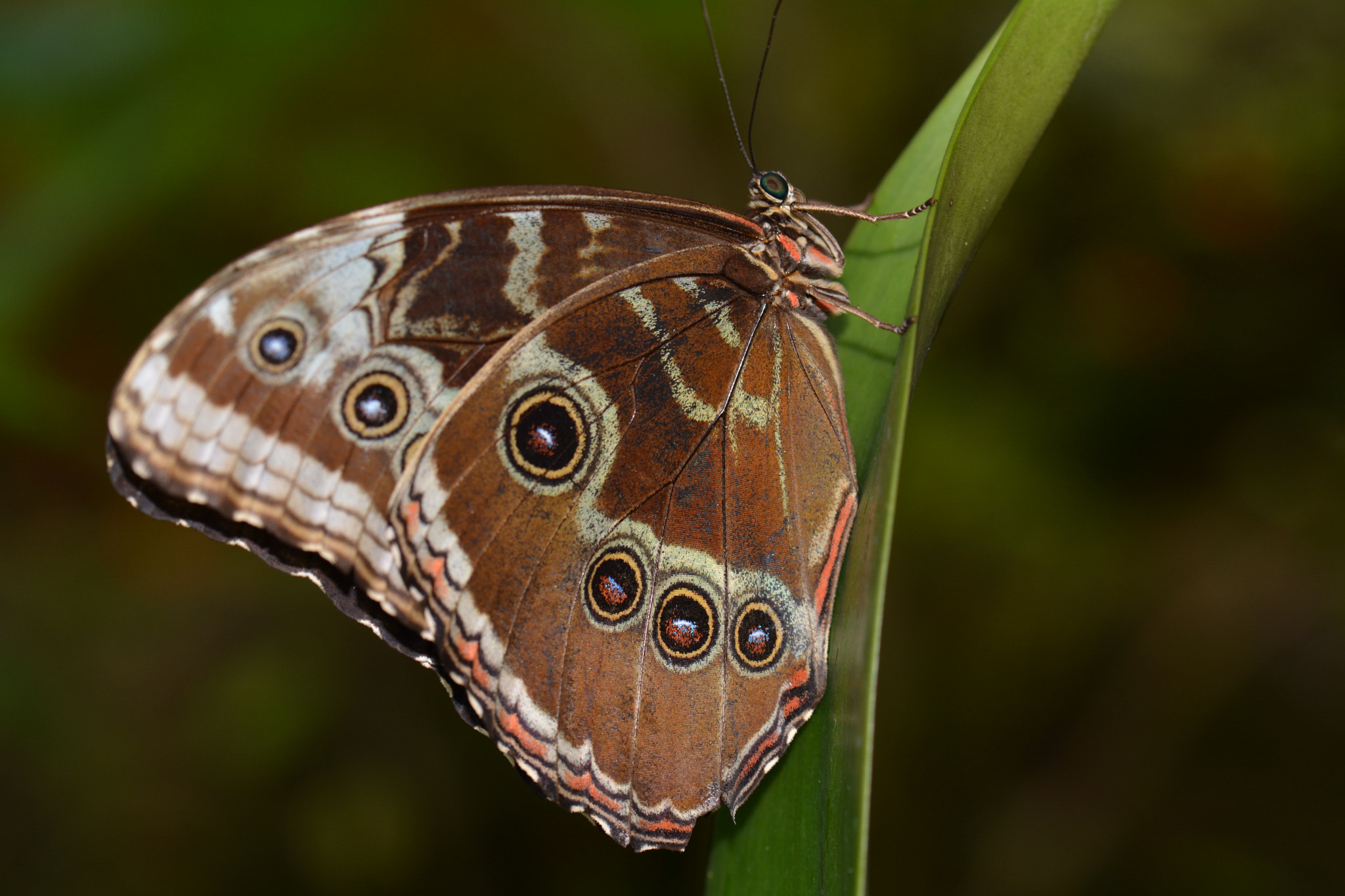 Nikon D5200 sample photo