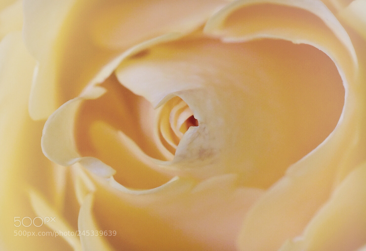 Nikon D5600 sample photo. Whispers in yellow photography