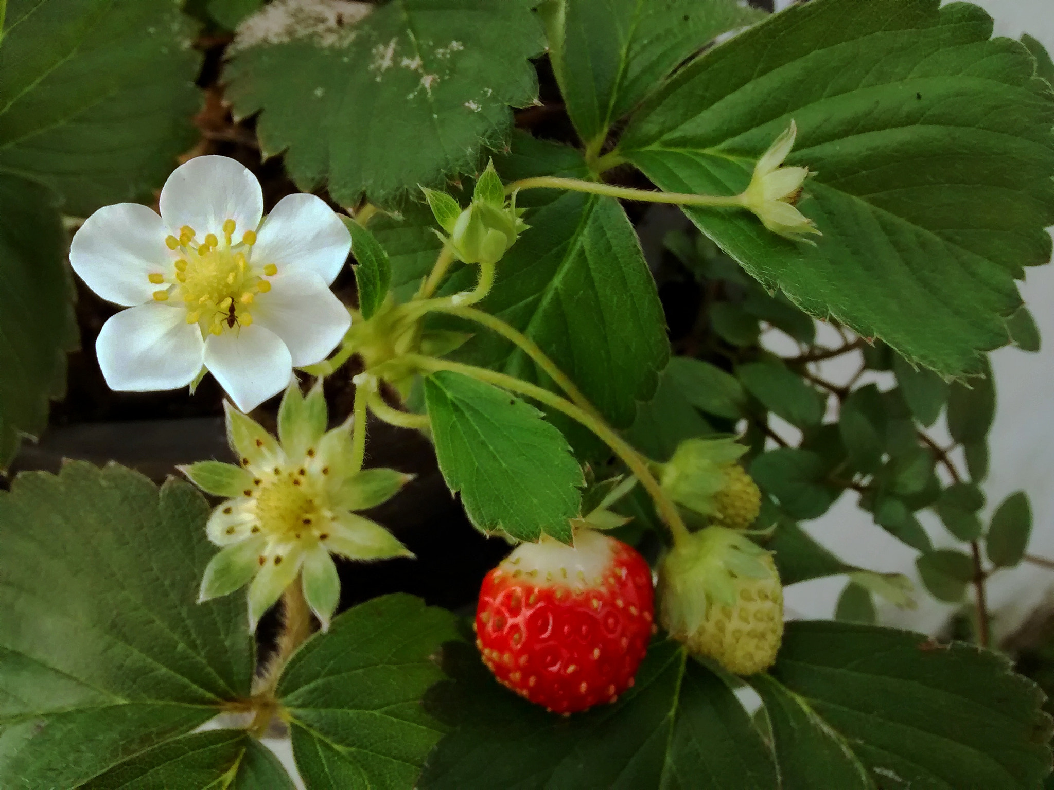Motorola Moto G (1st Gen) sample photo. Strawberry photography