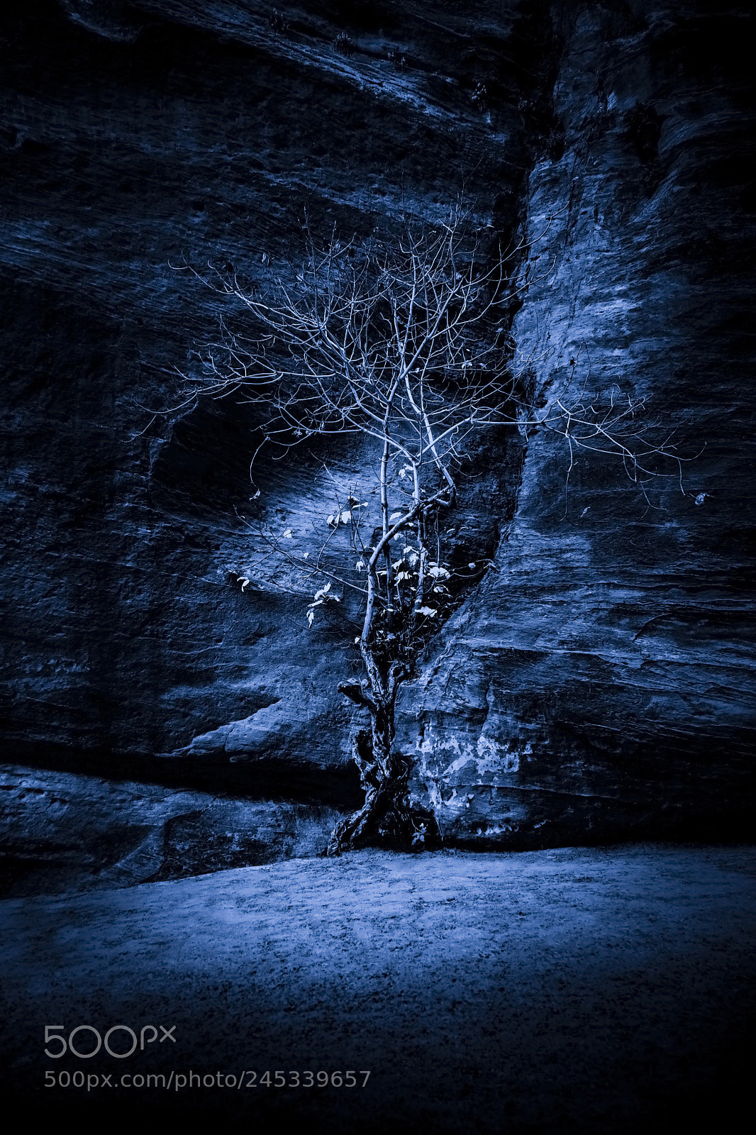 Canon EOS 5DS R sample photo. Tree in the moonlight photography