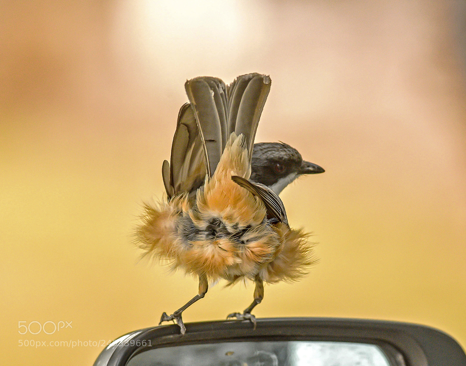 Nikon D810 sample photo. Rufous wistler 1 photography