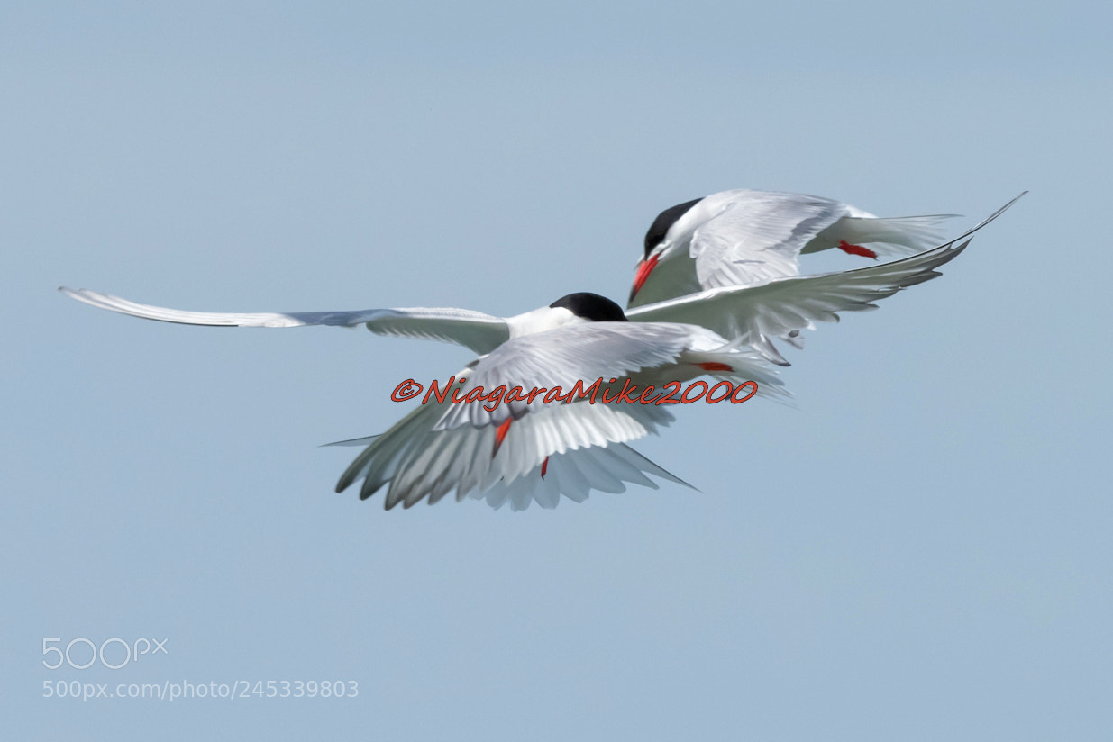 Nikon D810 sample photo. Tern huddle: three  birds. photography