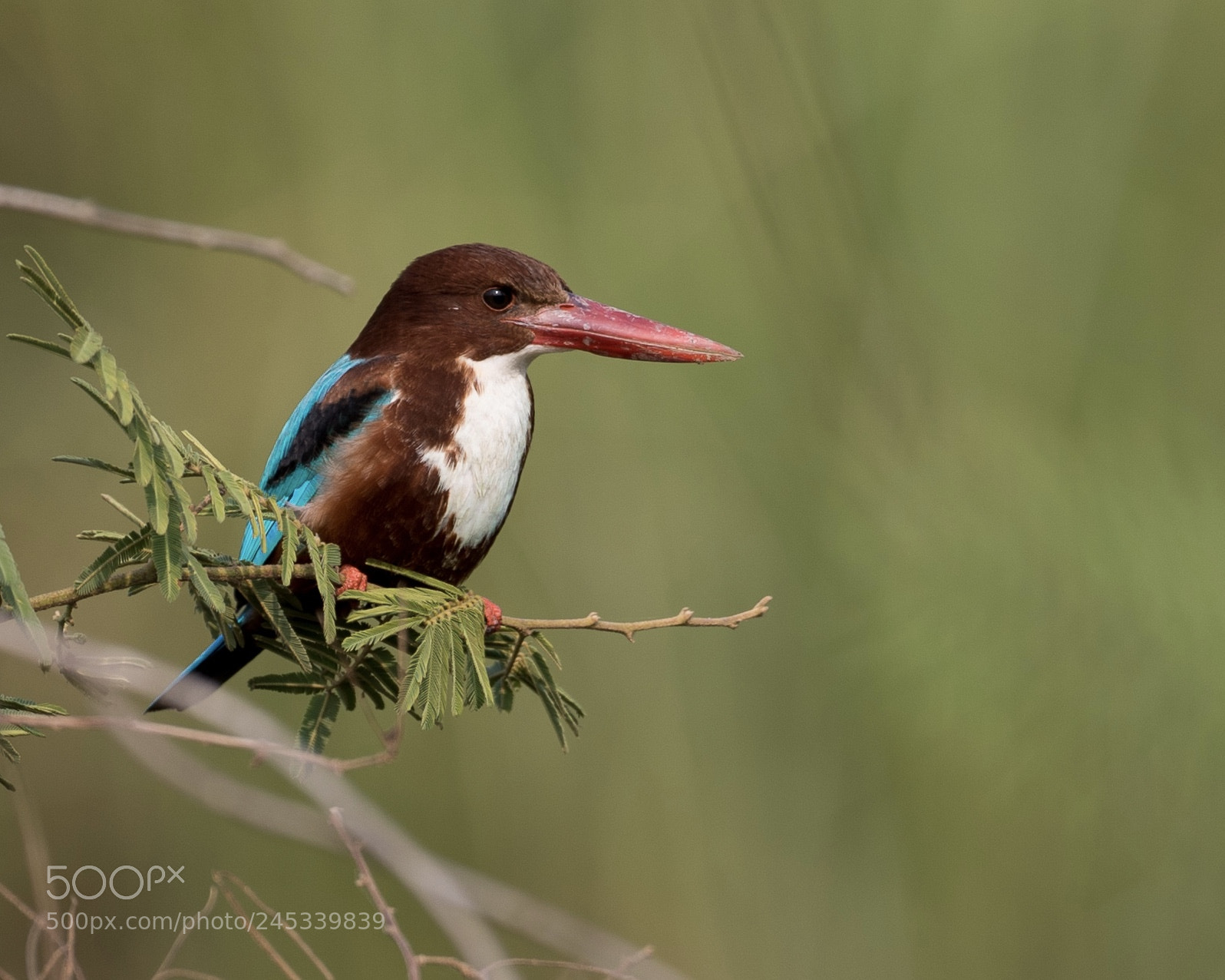 Canon EOS-1D X Mark II sample photo. White throated kingfisher. photography