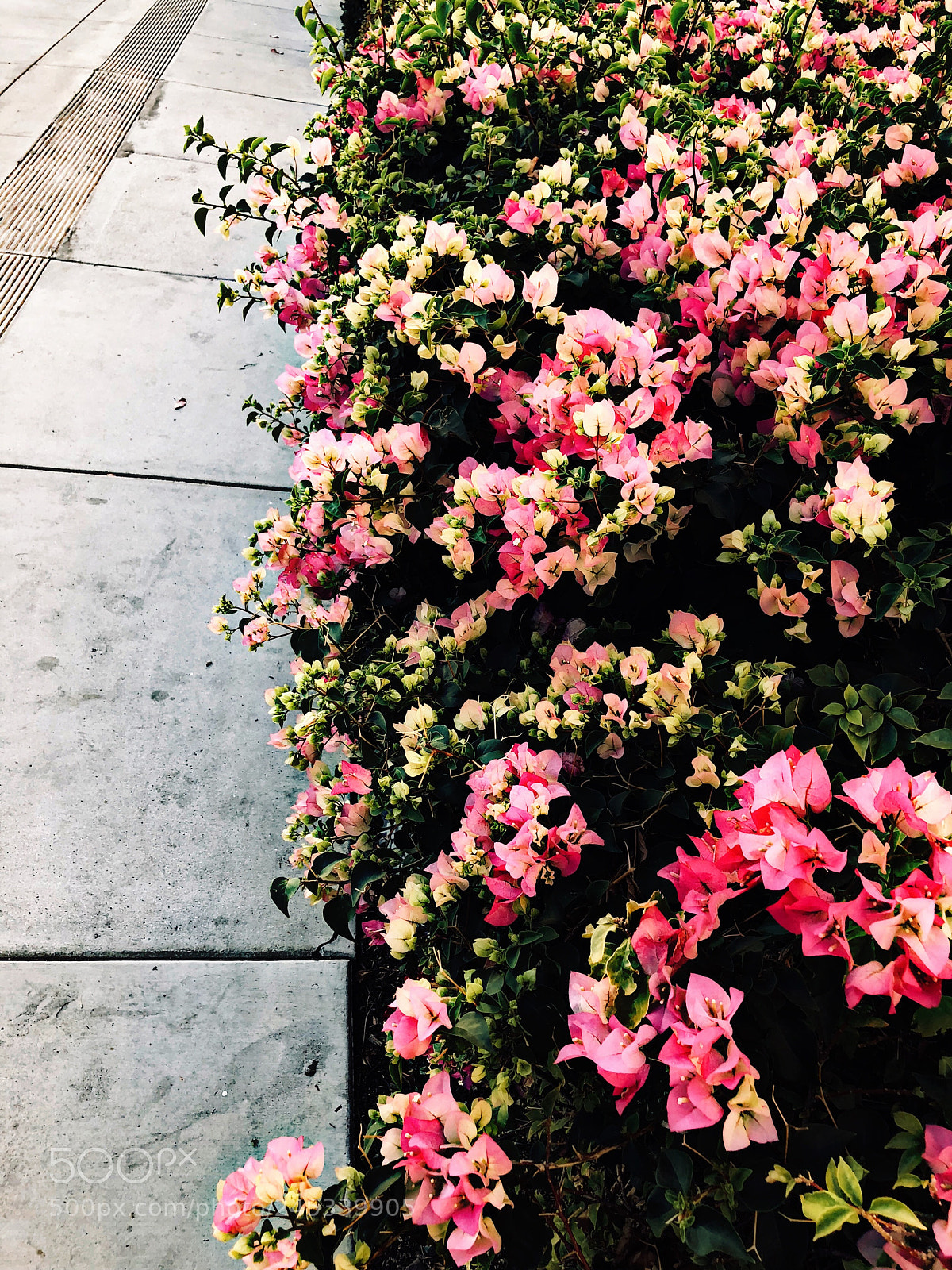 Apple iPhone 8 Plus sample photo. ? photography