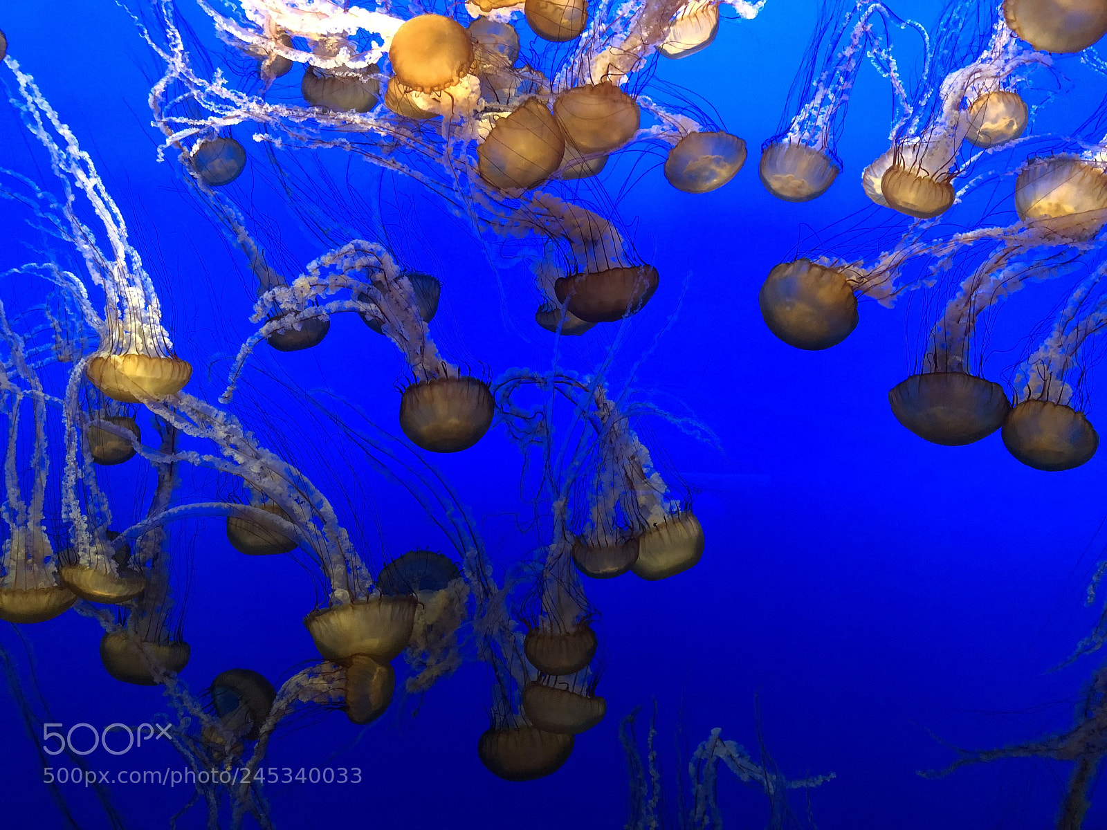 Apple iPhone X sample photo. Jelly fish tank photography