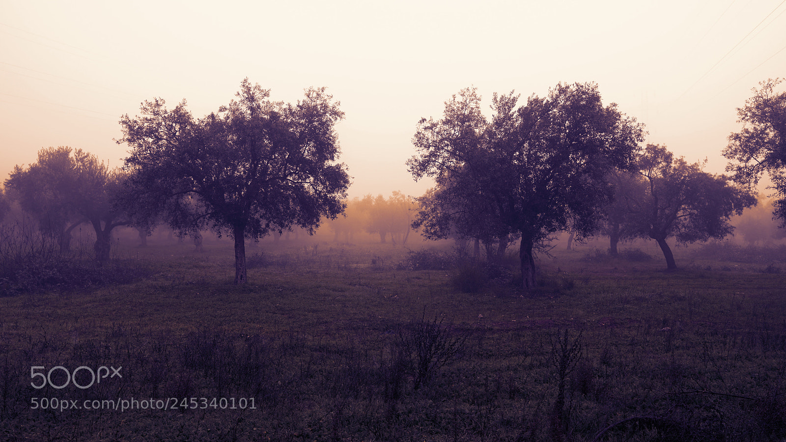 Sony a6300 sample photo. Olive trees at sunset photography