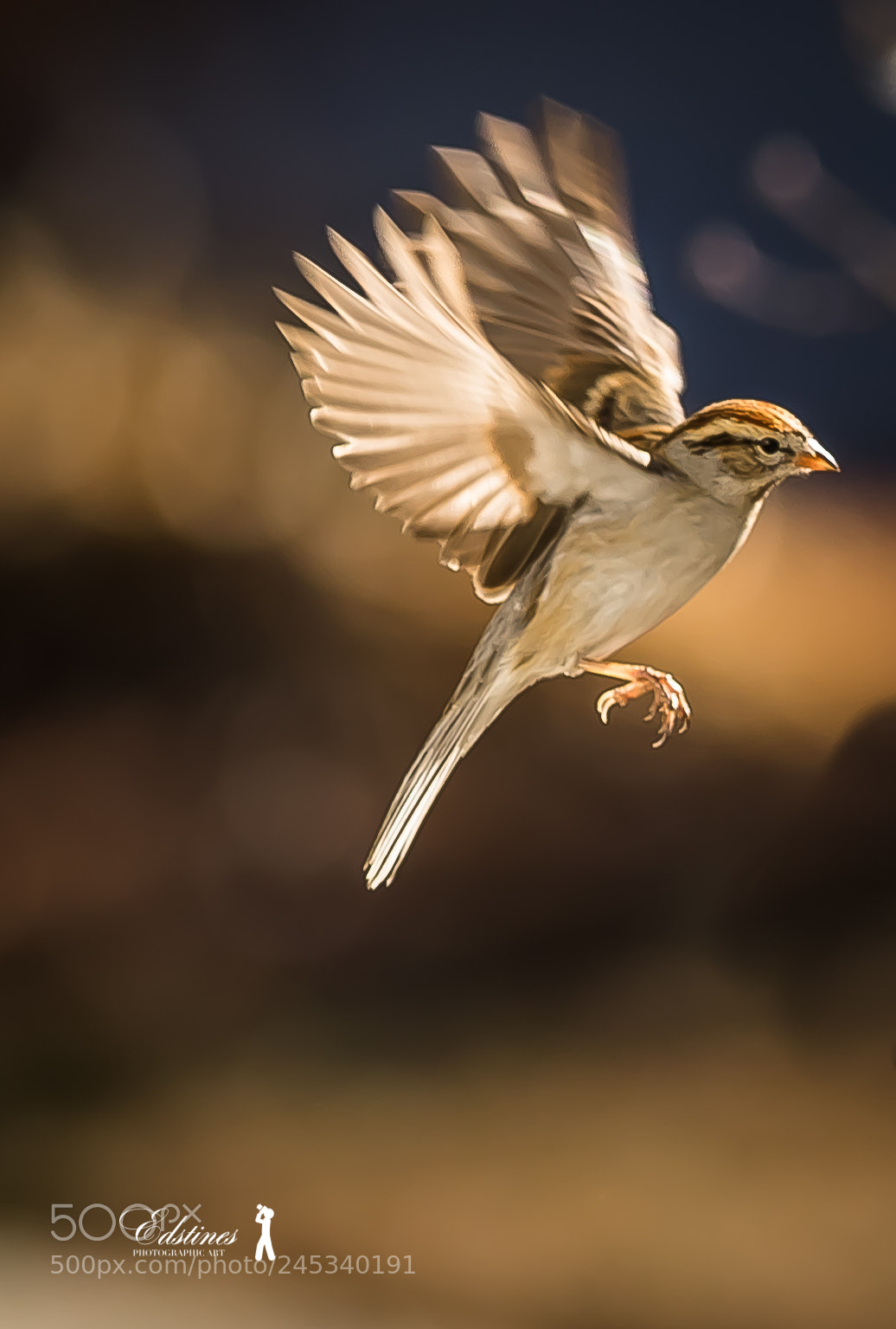 Canon EOS 7D Mark II sample photo. Sparrow in flight photography