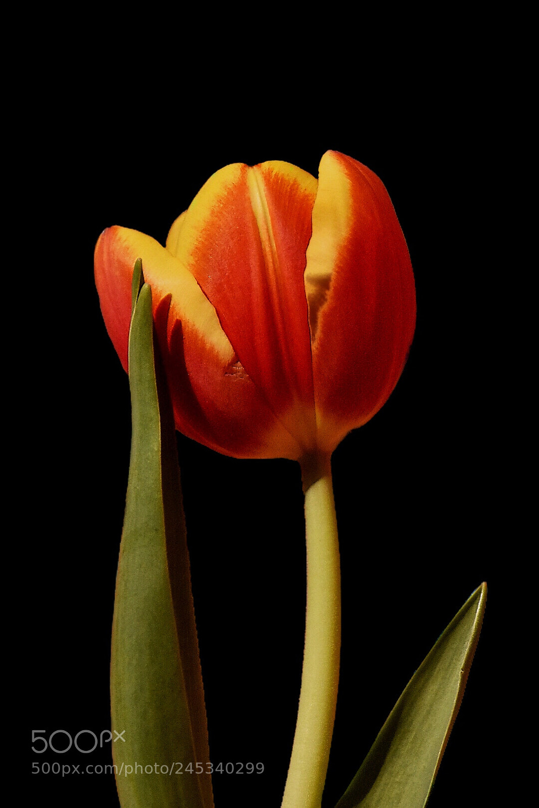 Nikon D5600 sample photo. Red tulip2 photography