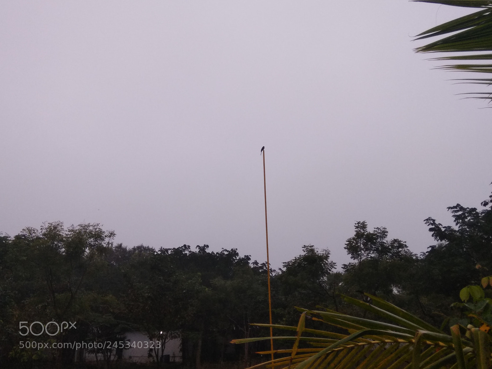 Xiaomi Redmi Note 4 sample photo. Untitled photography