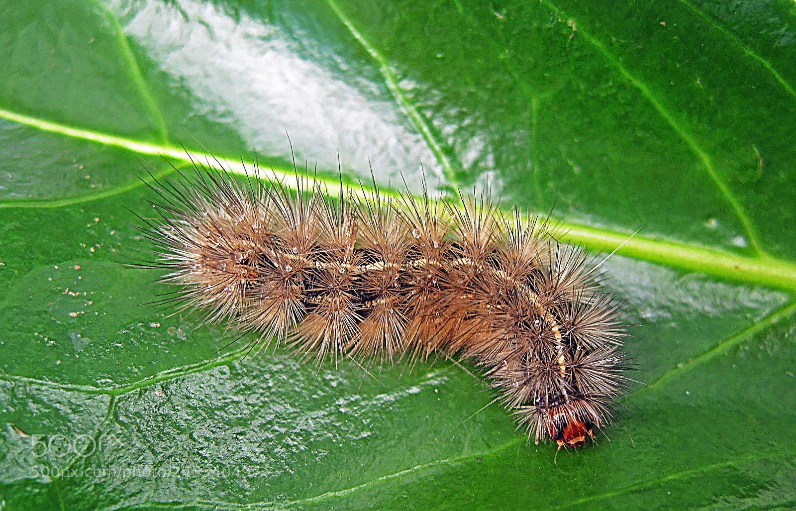 Canon DIGITAL IXUS 960 IS sample photo. Caterpillar photography