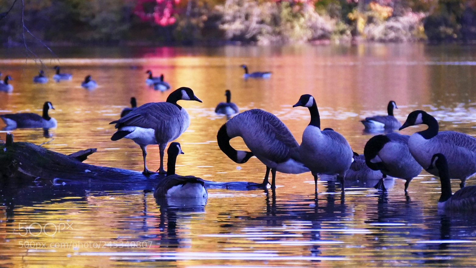 Panasonic Lumix DMC-FZ1000 sample photo. Canada goose photography
