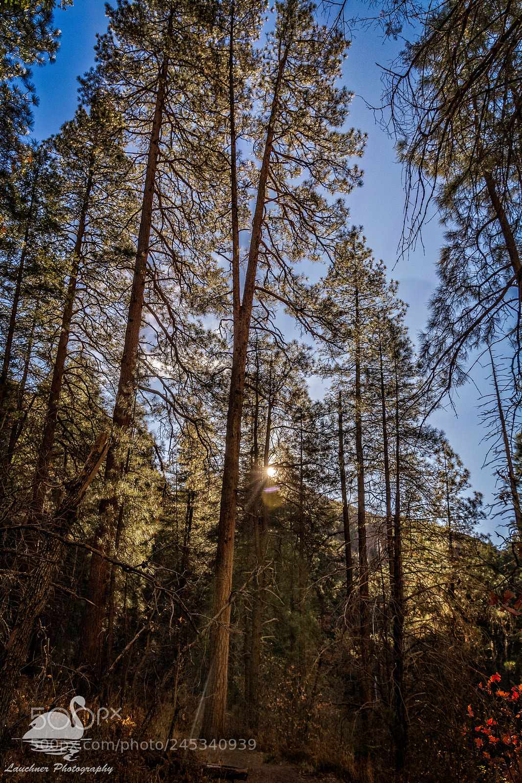 Nikon D5200 sample photo. Tall trees in the photography