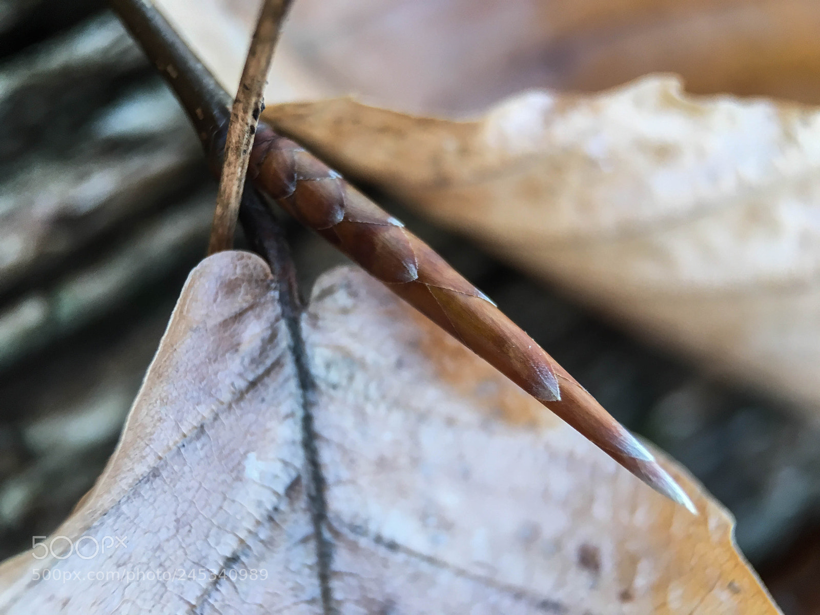 Apple iPhone 6s sample photo. Beech bud photography