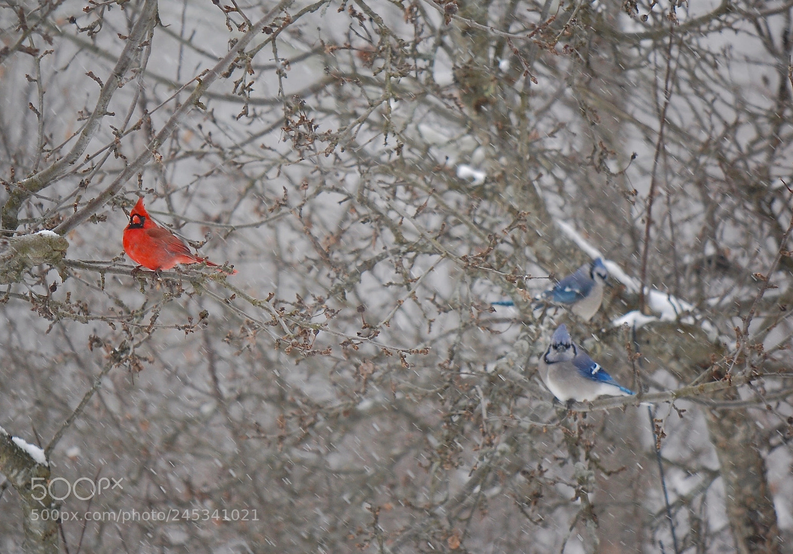 Nikon D40 sample photo. Winter pallette photography