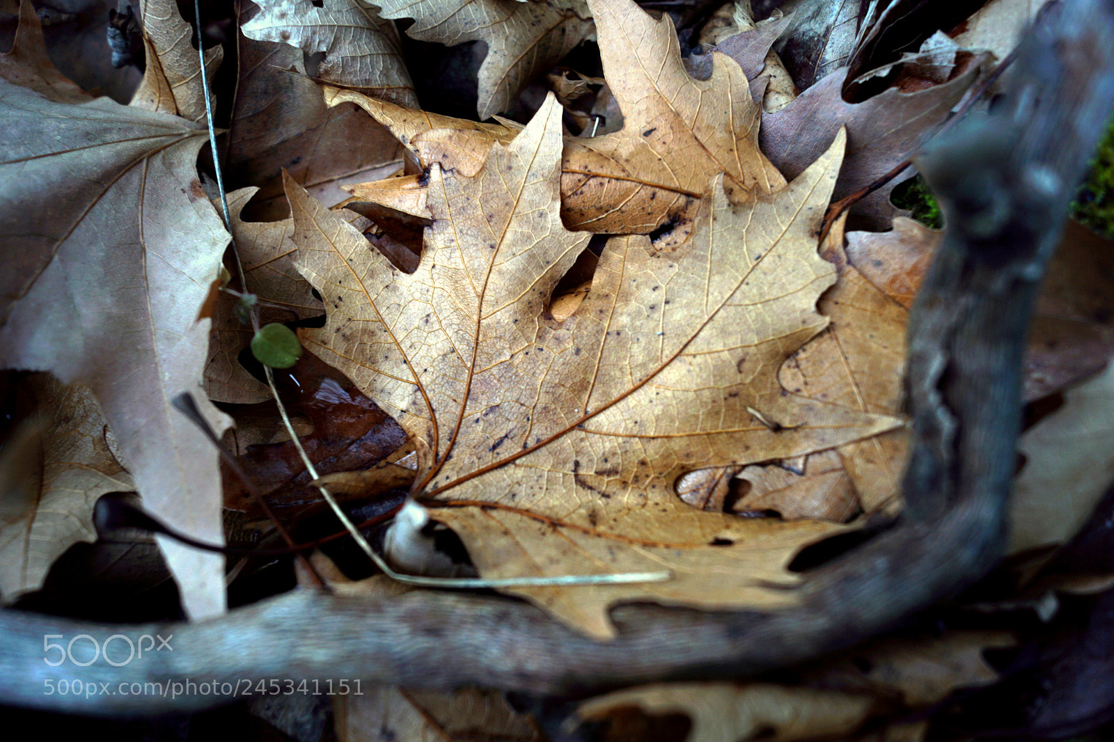 Sony SLT-A68 sample photo. ~brown~ photography