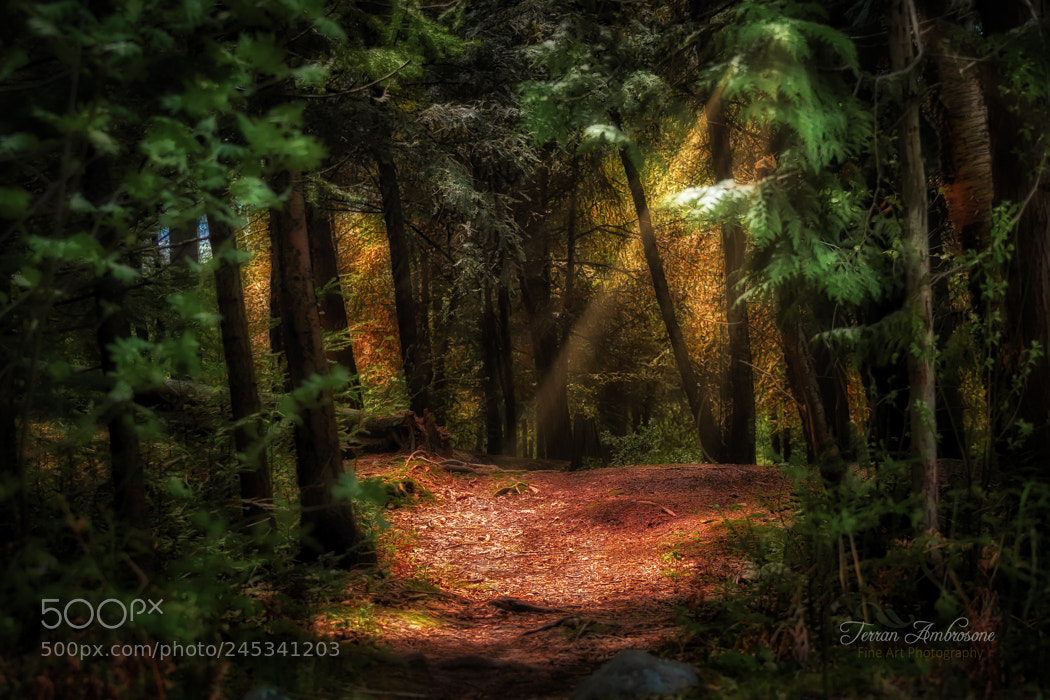 Nikon D5500 sample photo. Enchanting woods photography